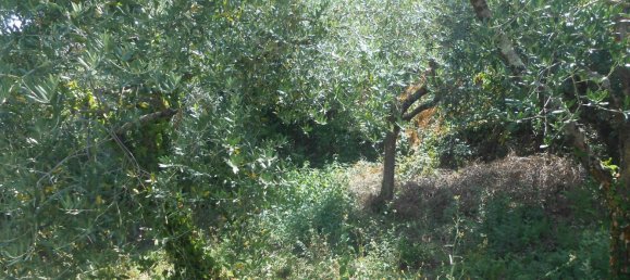 5 rooms House in Bonito, Italy No. 263026 16