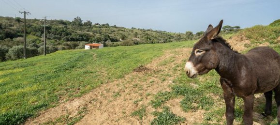 3 bedrooms Land in Santiago do Cacem, Portugal No. 164649 28