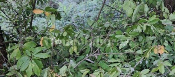 Grundstück in Bassano Romano, Italy 7710m², Nr. 260841 6