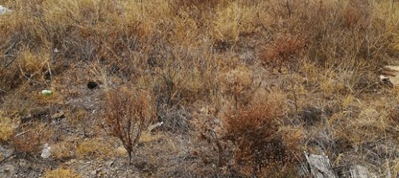 Terrain à Arafo, Spain No. 119820 9