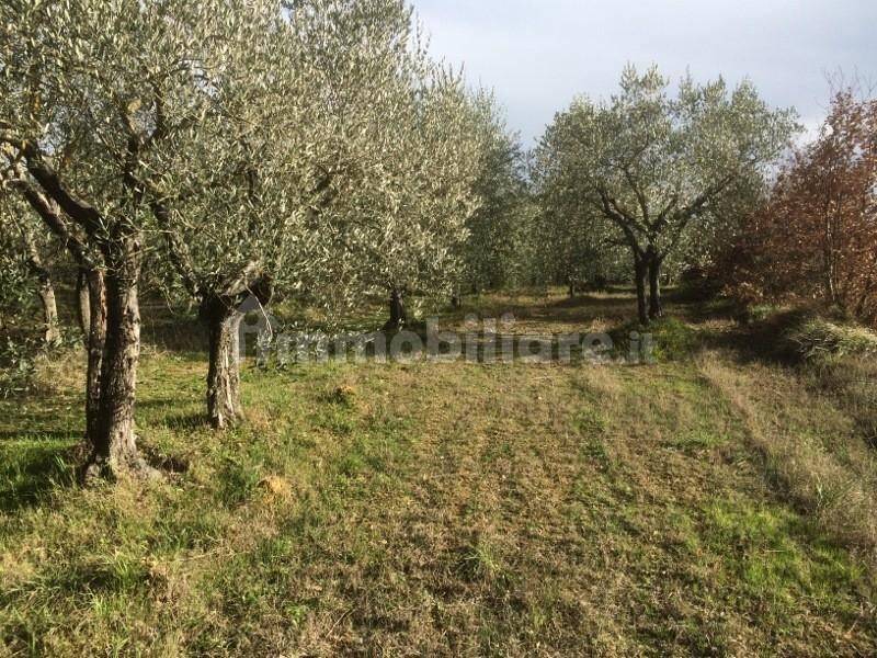 6000m² Land in Colle di Val d'Elsa, Italy No. 183120
