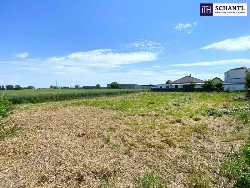 Terrain à Mitterndorf an der Fischa, Austria No. 203773
