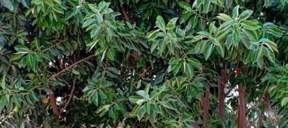 Дом с 4 спальнями в Марбелья, Испания № 154409 11