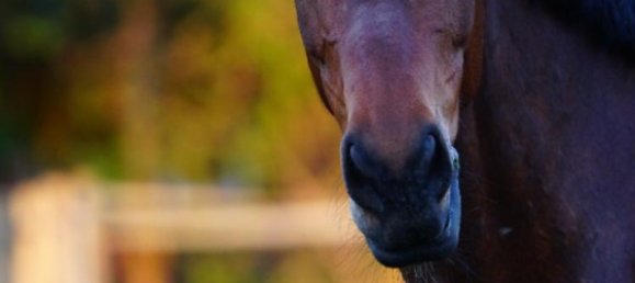 Villa 4+1 in Kusadasi, Turkey No. 11317 13