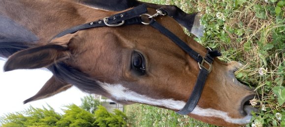 Villa 4+1 in Kusadasi, Turkey No. 11317 5