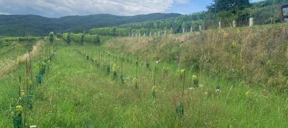 Grundstück in Weißenkirchen in der Wachau, Austria, Nr. 134162 6