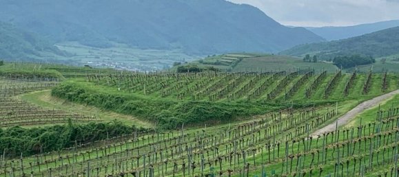 Grundstück in Weißenkirchen in der Wachau, Austria, Nr. 134162 4