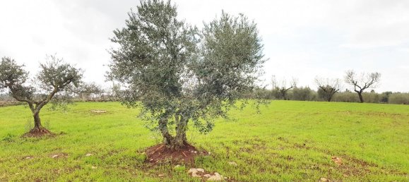2-Zimmer Haus in Martina Franca, Italy, Nr. 21817 8
