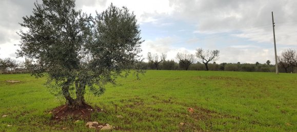 2-Zimmer Haus in Martina Franca, Italy, Nr. 21817 7