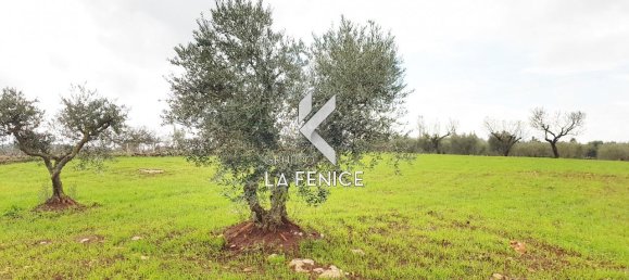 2-Zimmer Haus in Martina Franca, Italy, Nr. 21817 20