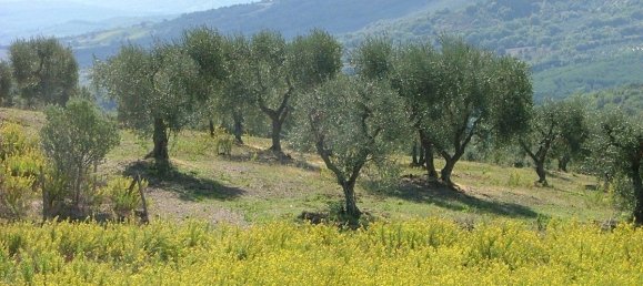 12 bedrooms Villa in Civitella Paganico, Italy No. 78396 20