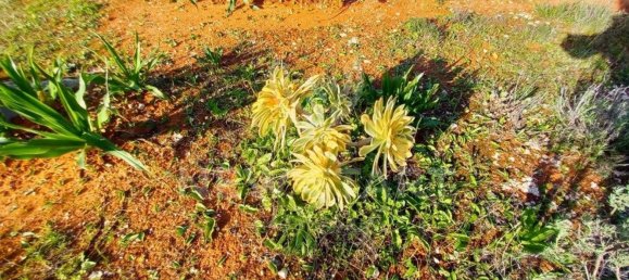 4000m² Land in Pechao, Portugal No. 74635 8