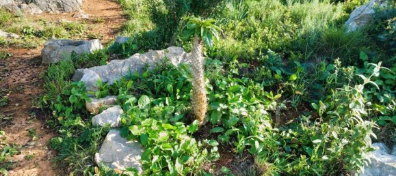 4000m² Land in Pechao, Portugal No. 74635 6