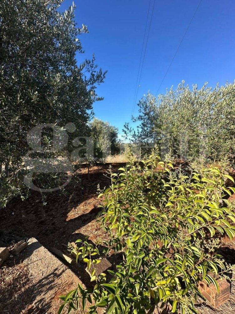 Terreno en Ostuni, Italy 2000 m² No. 343603