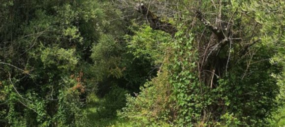 Terrain à Palombara Sabina, Italy 7000m² No. 67245 5