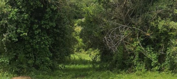 Terrain à Palombara Sabina, Italy 7000m² No. 67245 13