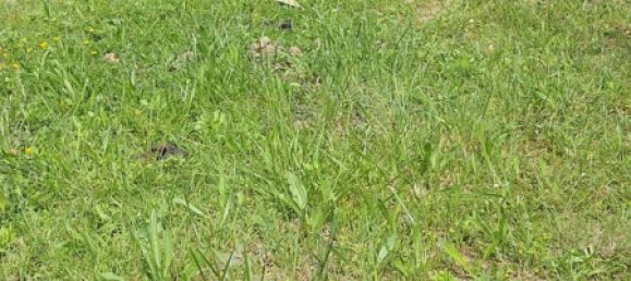 Terrain à Palombara Sabina, Italy 7000m² No. 67245 11