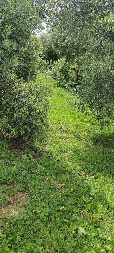 Terrain à Palombara Sabina, Italy 7000m² No. 67245