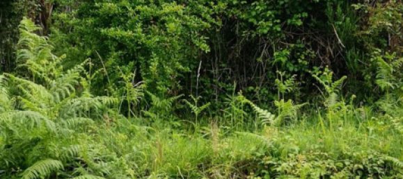 Terrain à Palombara Sabina, Italy 7000m² No. 67245 12