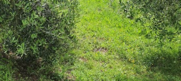 Terrain à Palombara Sabina, Italy 7000m² No. 67245 10