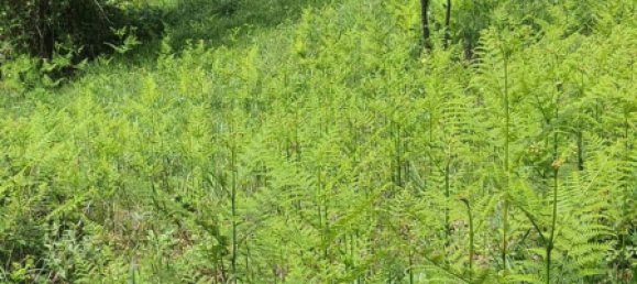 Terrain à Palombara Sabina, Italy 7000m² No. 67245 3