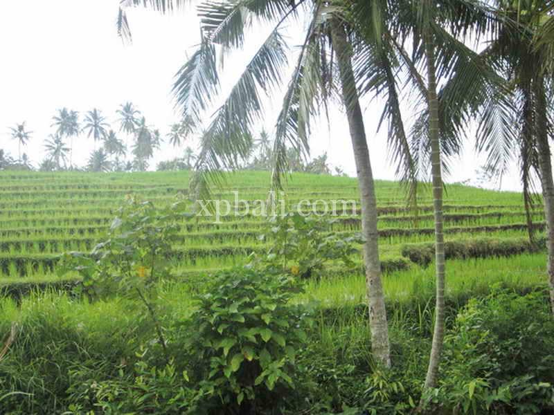 Grundstück in Tabanan, Indonesia 2690m², Nr. 3818