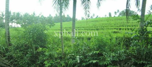 Grundstück in Tabanan, Indonesia 2690m², Nr. 3818 7