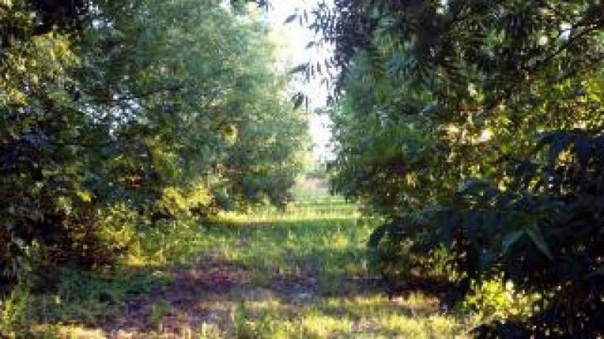 Grundstück in Entre Rios, Argentina, Nr. 39555