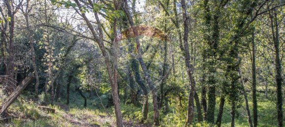 4 Schlafzimmer Haus in Midoes, Portugal, Nr. 88587 28