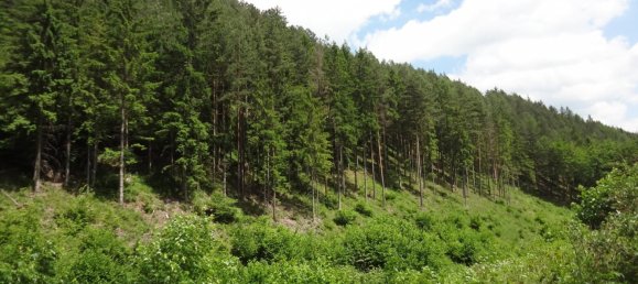  Land in Raach am Hochgebirge, Austria No. 134139 4