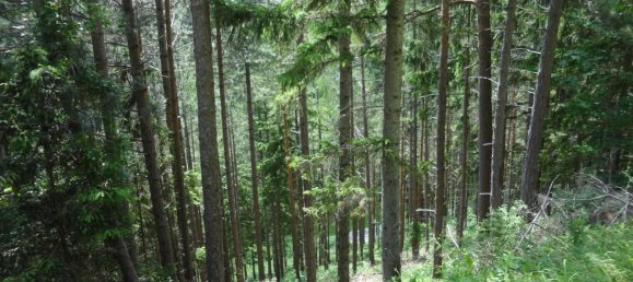  Land in Raach am Hochgebirge, Austria No. 134139 6