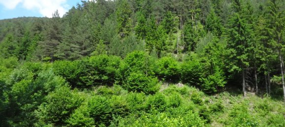  Land in Raach am Hochgebirge, Austria No. 134139 3