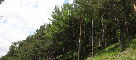  Land in Raach am Hochgebirge, Austria No. 134139 7