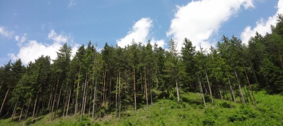  Land in Raach am Hochgebirge, Austria No. 134139 2