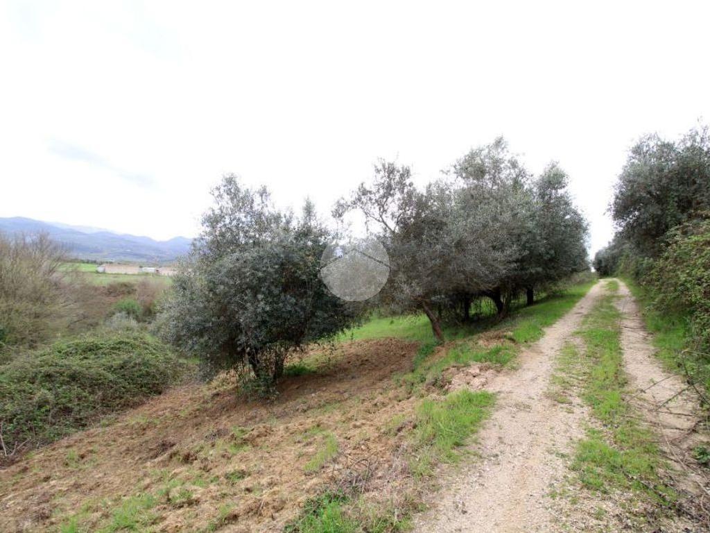 1 room Land in Montelibretti, Italy No. 386003