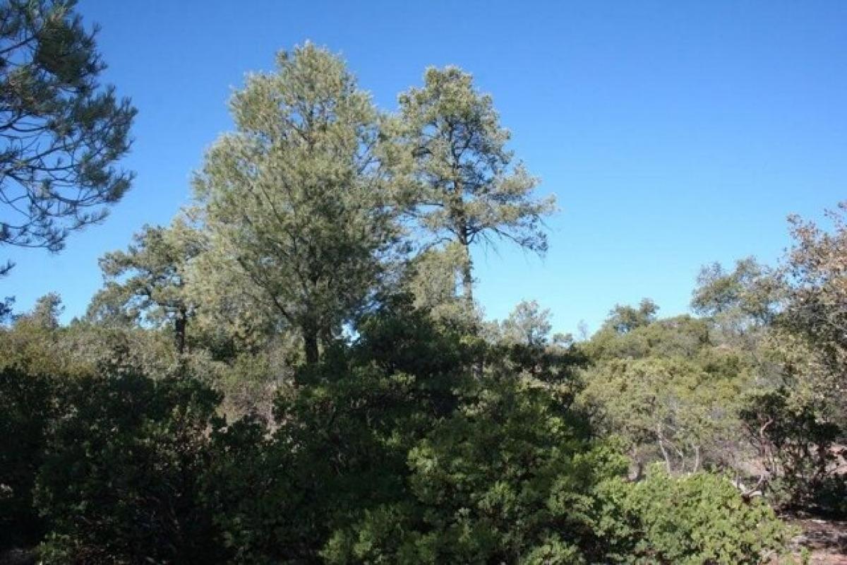  Land in Payson, USA No. 494221