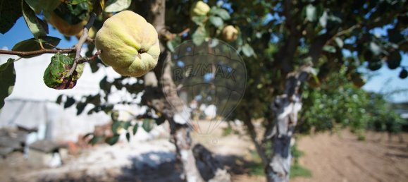 9 Schlafzimmer Haus in Redondo, Portugal, Nr. 89193 24