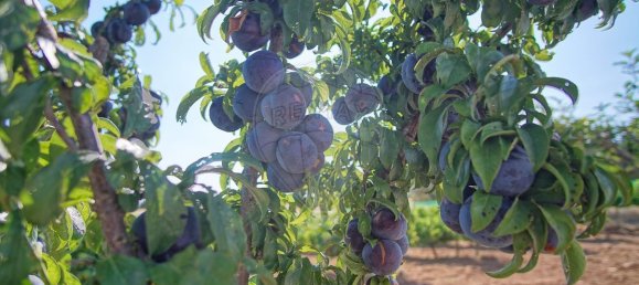 9 Schlafzimmer Haus in Redondo, Portugal, Nr. 89193 23
