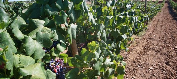 9 Schlafzimmer Haus in Redondo, Portugal, Nr. 89193 26