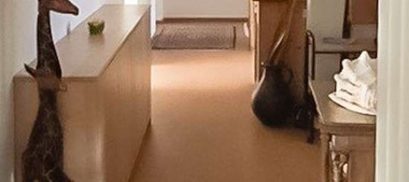 2 bedrooms Apartment in Lichterfelde, Germany No. 231185 12