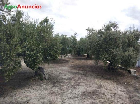  قطعة أرض في Cordoba, Spain رقم 240037