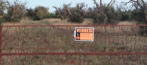 19000m² Land in Parabita, Italy No. 302888 4