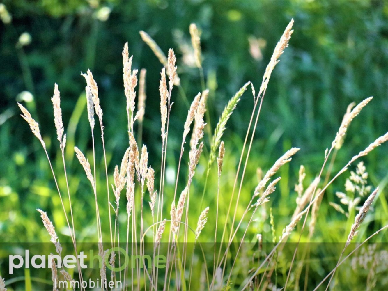  Land in Peuerbach, Austria No. 134166