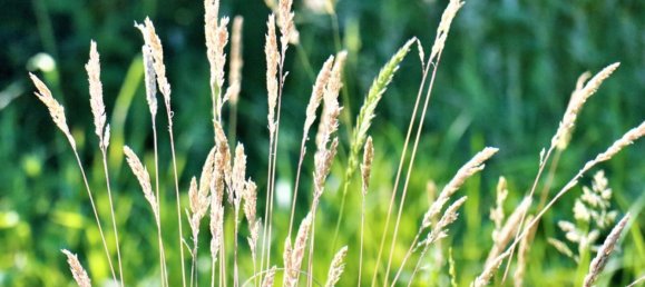  Land in Peuerbach, Austria No. 134166 2