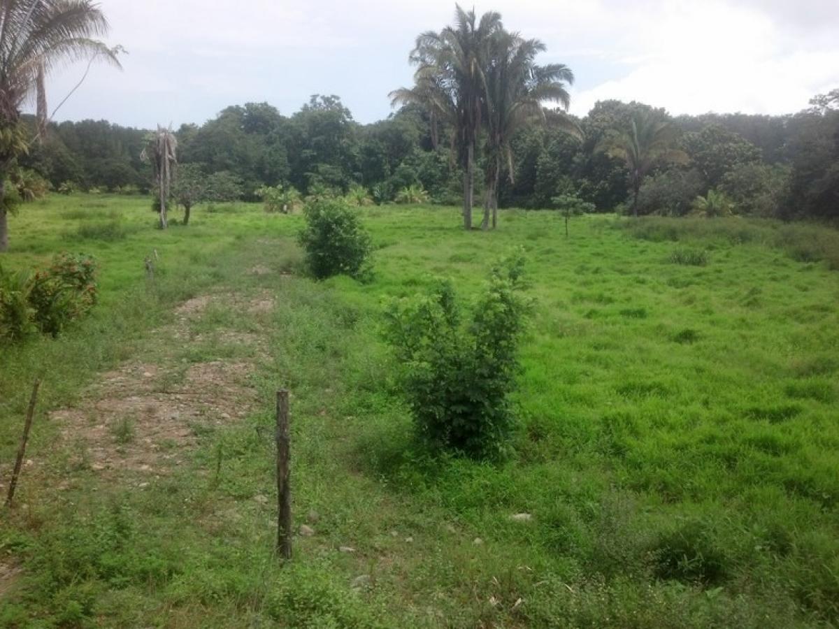 Land for sale in Puerto Jimenez, Puntarenas, Costa Rica № 1735