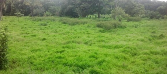 Land for sale in Puerto Jimenez, Puntarenas, Costa Rica № 1735 2