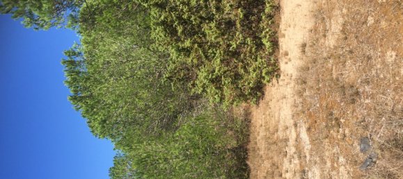 قطعة أرض في Sorso, Italy 15000متر مربع رقم 255671 11