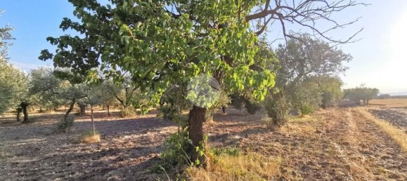 Земельный участок 3766м² в Лучера, Италия № 260990 2