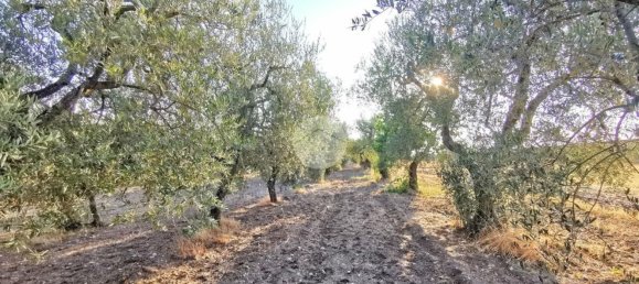 Земельный участок 3766м² в Лучера, Италия № 260990 4