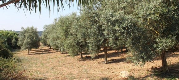 3 Schlafzimmer Haus in Rio Maior, Portugal, Nr. 257975 32